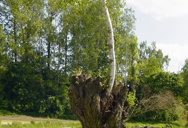 Osobliwości Radziemickiej Doliny