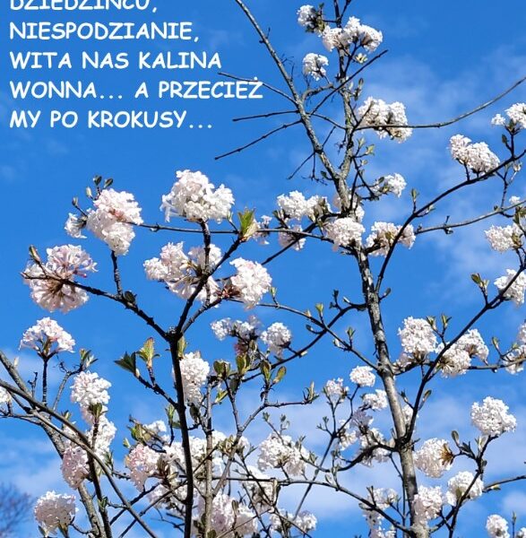 Kwiaty wiosny w obiektywie. Część III.